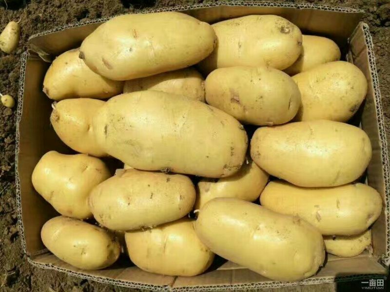 山东库存土豆大量供应，全国发货，货源充足产地大量