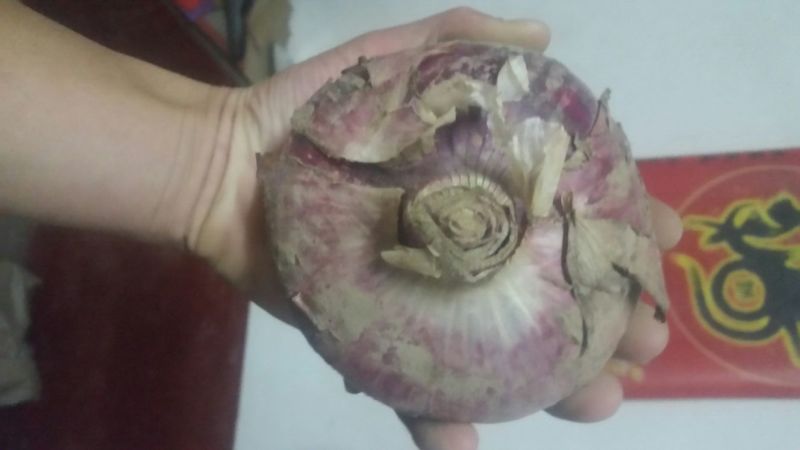 二红皮洋葱8厘米以上