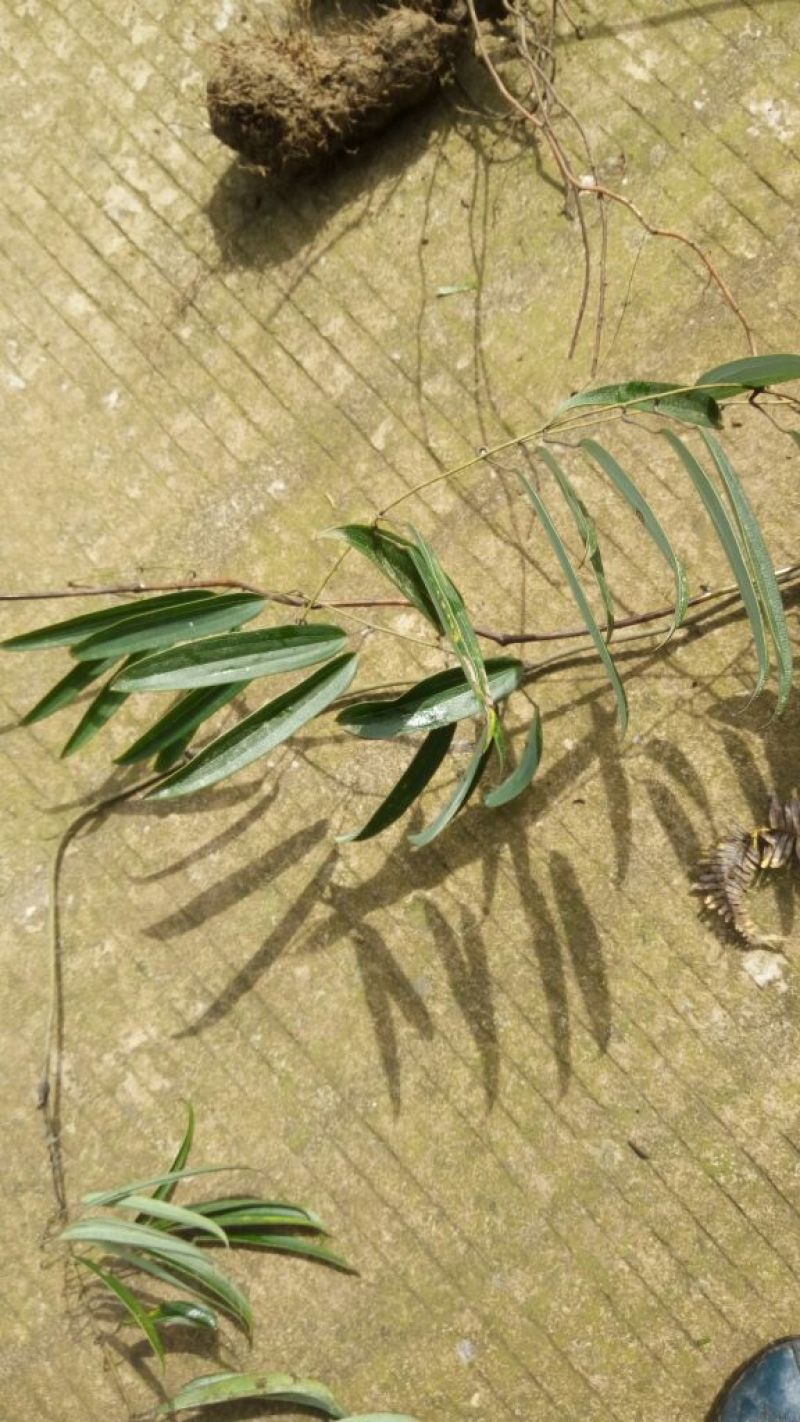 朱砂莲
