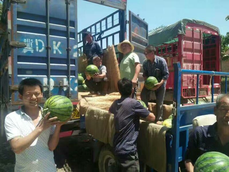 精品甜王西瓜8斤打底9成熟1茬，陕西西瓜基地直发