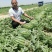 【热卖】陕西西瓜，甜王西瓜8斤打底8成熟1茬，现货直发