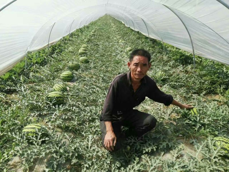 【热卖】陕西西瓜，甜王西瓜8斤打底8成熟1茬，现货直发