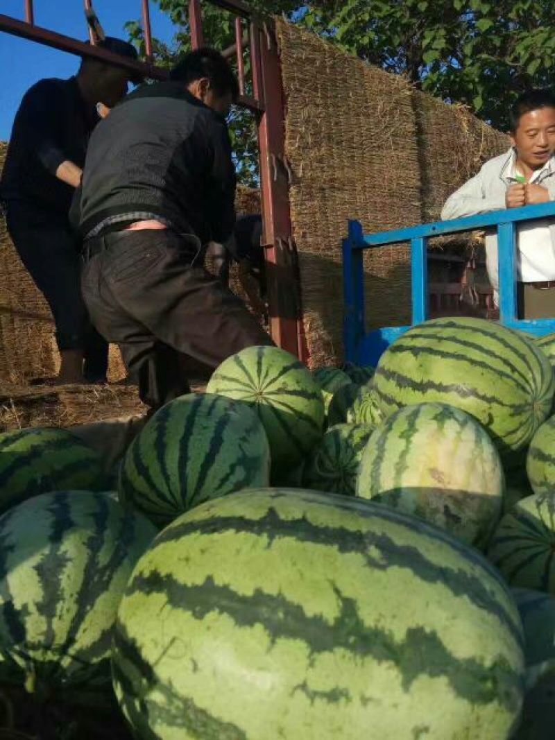 【热卖】陕西西瓜，甜王西瓜8斤打底8成熟1茬，现货直发
