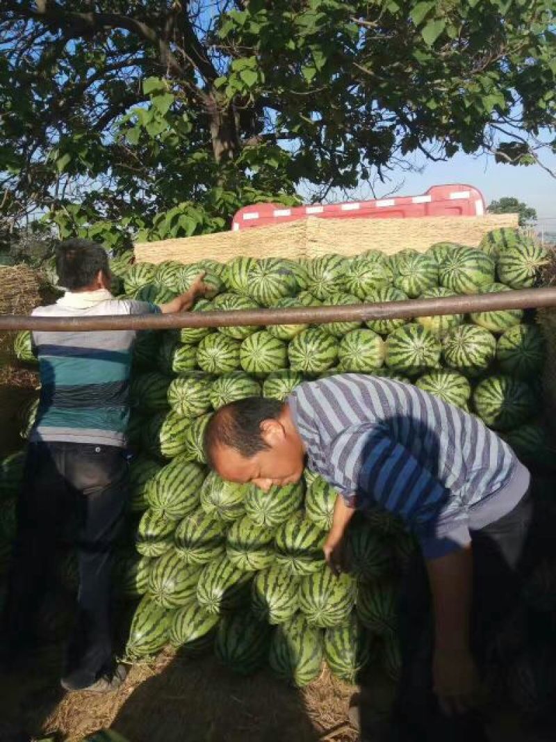 【热卖】陕西西瓜，甜王西瓜8斤打底8成熟1茬，现货直发