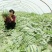 【热卖】陕西西瓜，甜王西瓜8斤打底8成熟1茬，现货直发