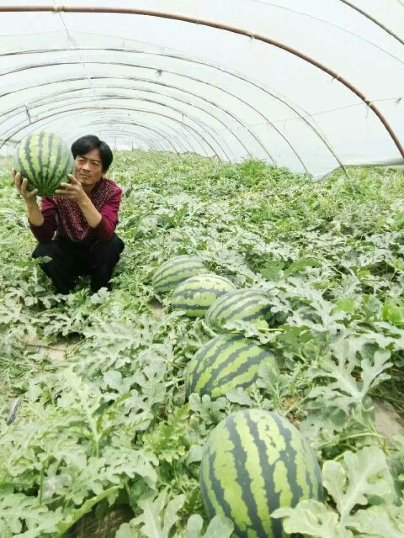 【热卖】陕西西瓜，甜王西瓜8斤打底8成熟1茬，现货直发
