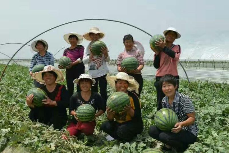 【热卖】陕西西瓜，甜王西瓜8斤打底8成熟1茬，现货直发
