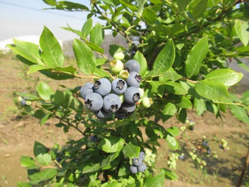 蓝莓