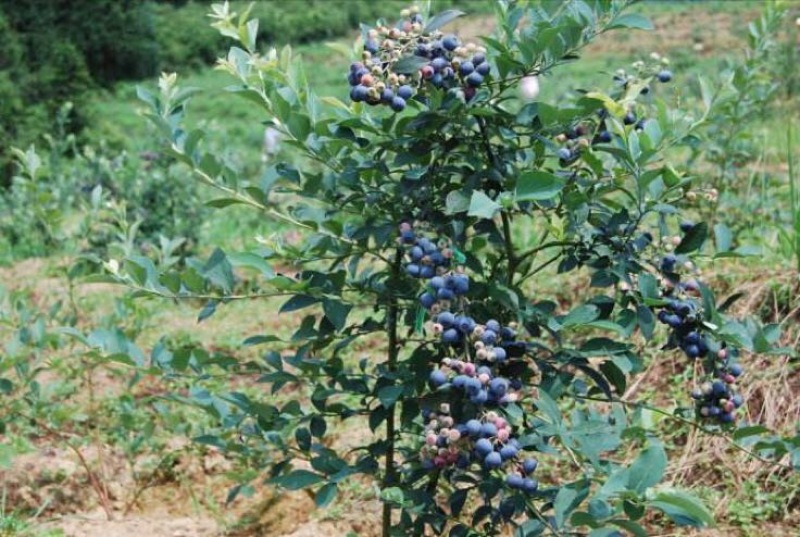 蓝莓