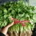 【荐】精品凌海大叶香菜25~28公分无黄叶做工好