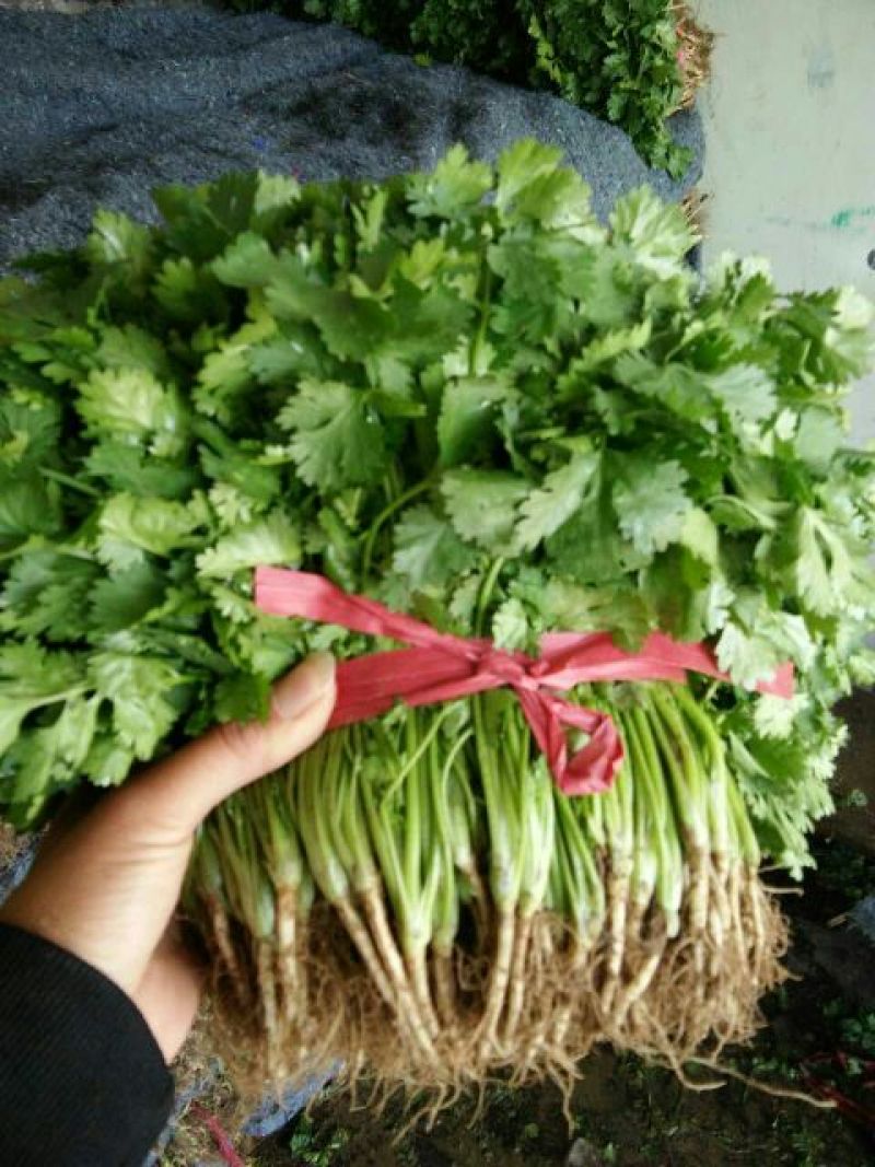 【荐】精品凌海大叶香菜25~28公分无黄叶做工好