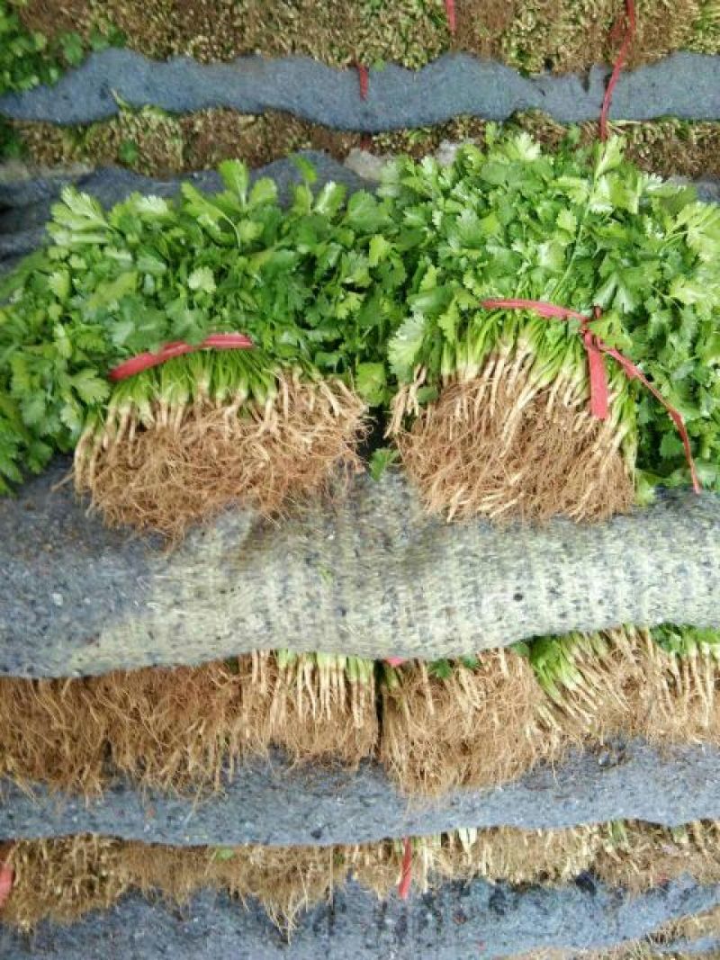 【荐】精品凌海大叶香菜25~28公分无黄叶做工好