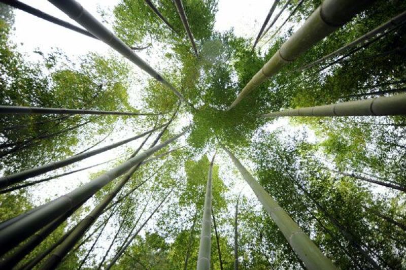 楠竹6cm以上6米以上诚信经营欢迎客户咨询