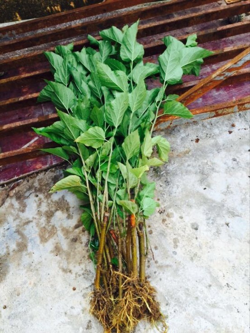 桑椹树苗桑枣树，无籽大十苗
