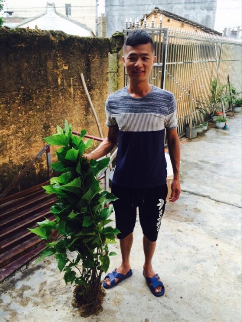 桑椹树苗桑枣树，无籽大十苗