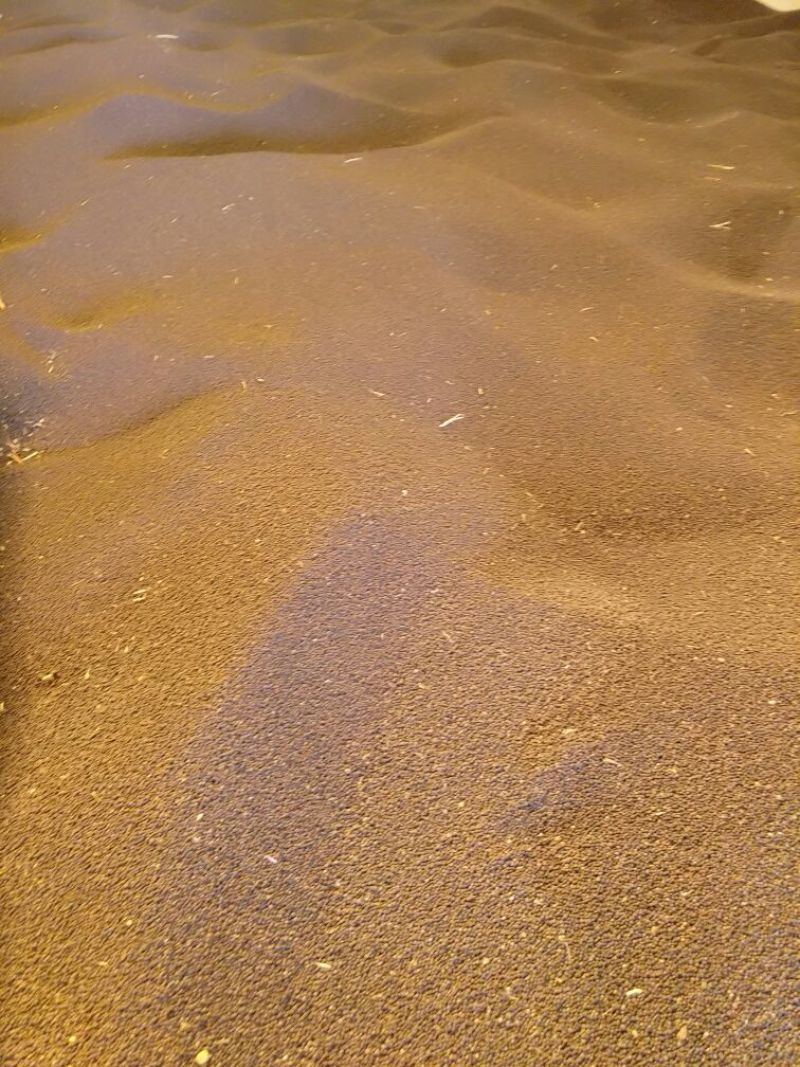 油菜籽1