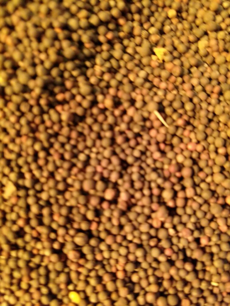 油菜籽1