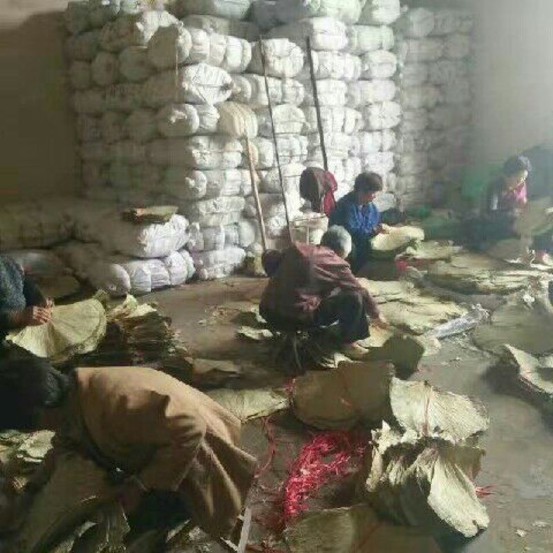 荷叶选货30cm以上