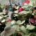荷叶选货30cm以上
