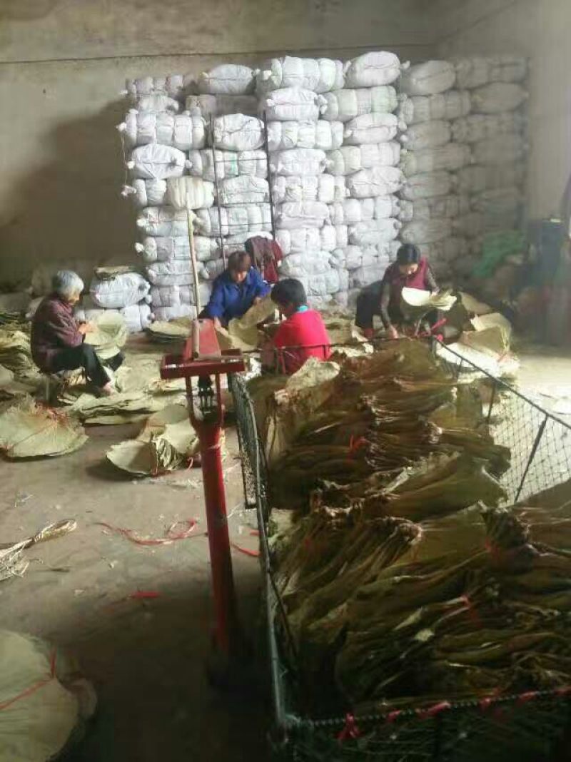 荷叶选货30cm以上
