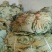 荷叶选货30cm以上
