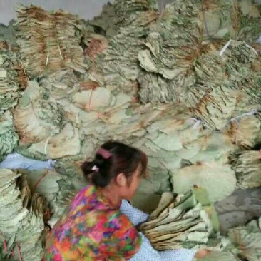 荷叶选货30cm以上