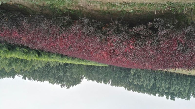 紫叶矮樱150~200cm2~4cm