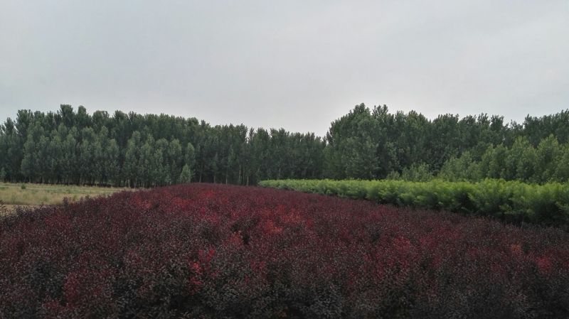 紫叶矮樱150~200cm2~4cm
