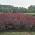 紫叶矮樱150~200cm2~4cm
