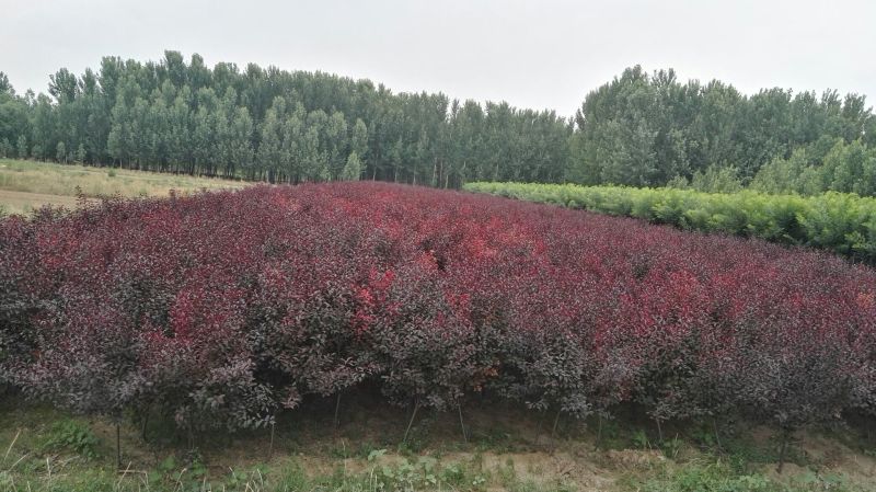 紫叶矮樱150~200cm2~4cm