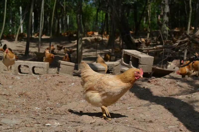 散养土鸡蛋一次合作终生合作原生态山林喂养基地