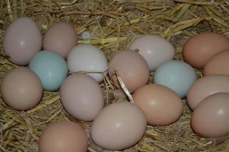 散养土鸡蛋一次合作终生合作原生态山林喂养基地