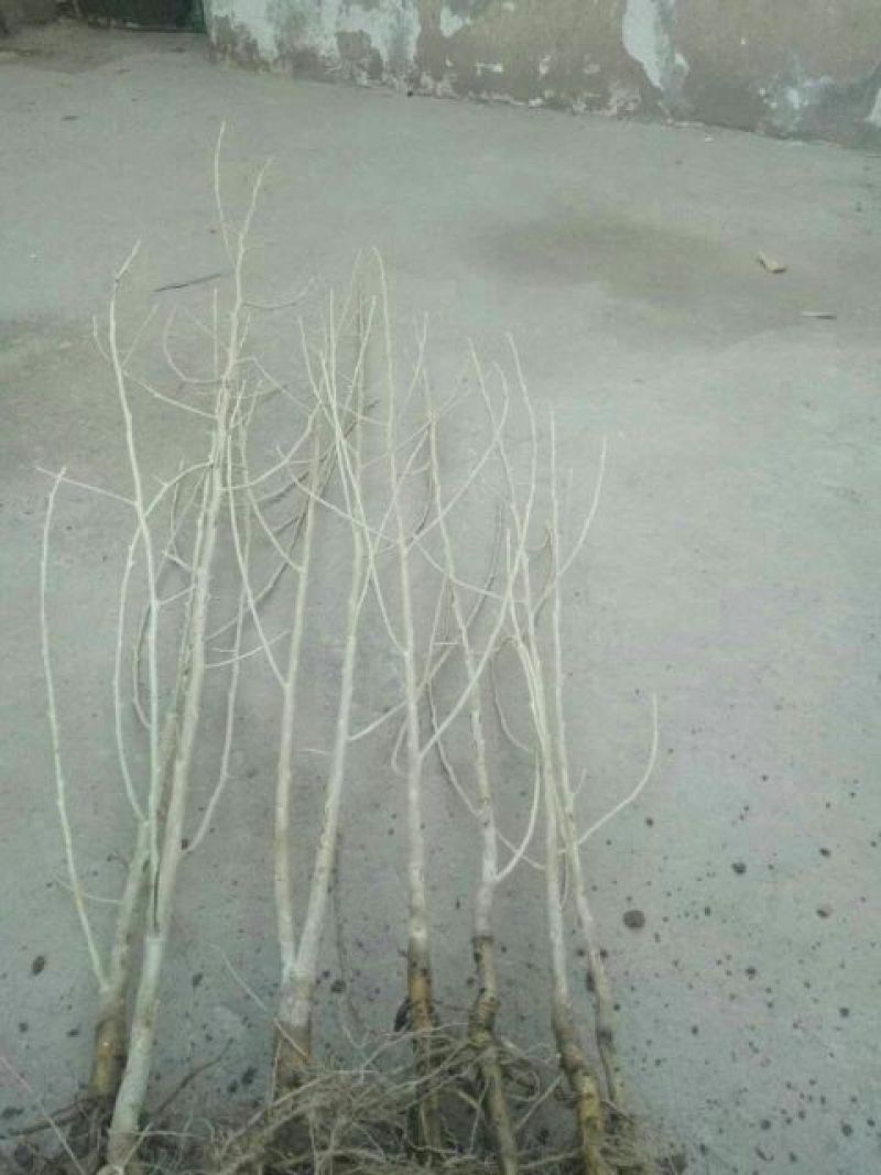 大量一年生两年生柠条苗50~80cm