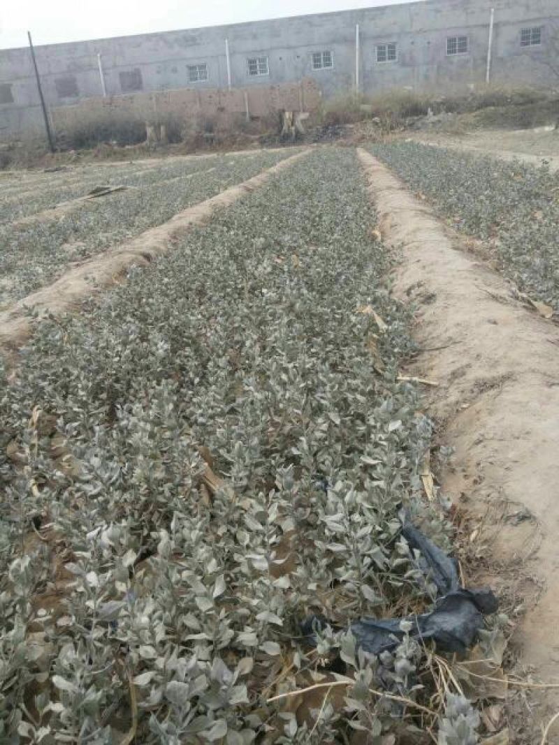 大量一年生两年生柠条苗50~80cm