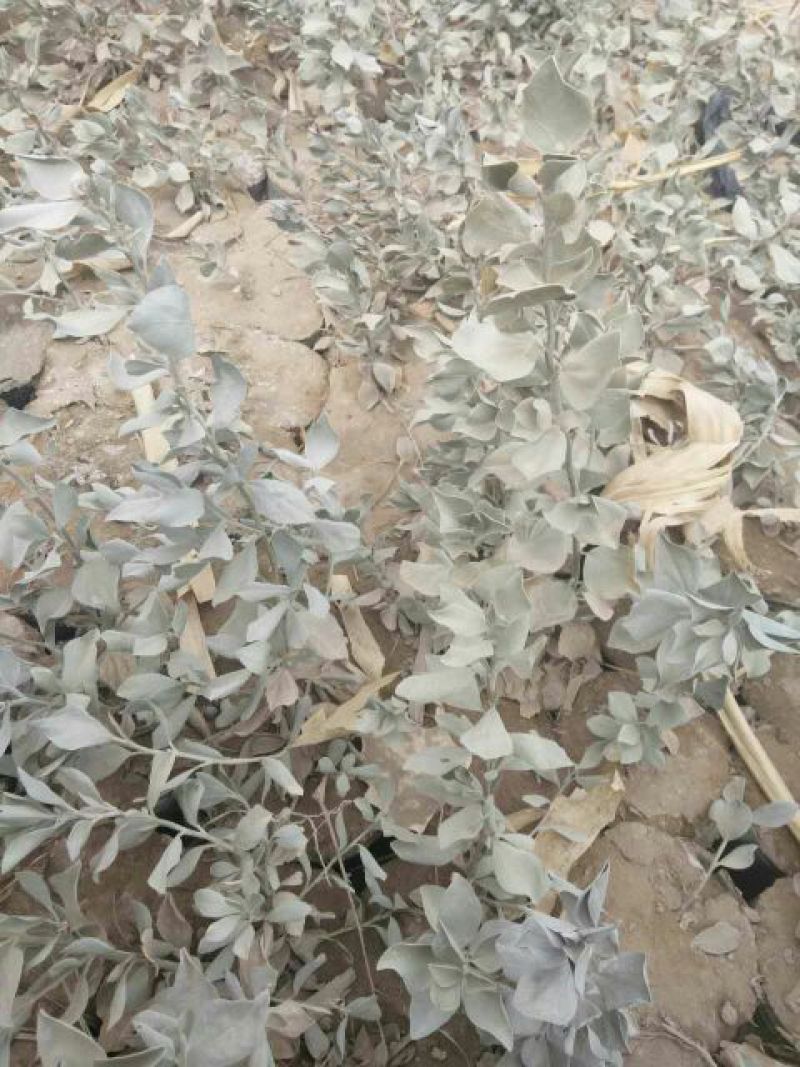大量一年生两年生柠条苗50~80cm