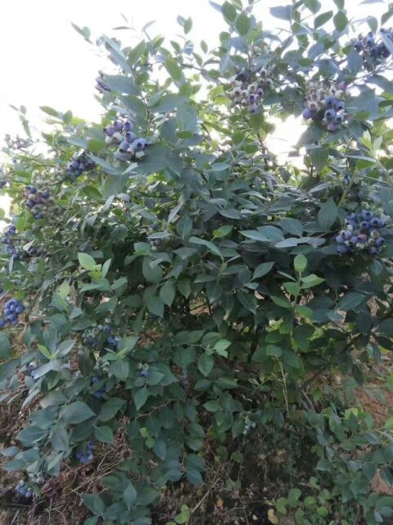 蓝莓鲜果6~8mm以上