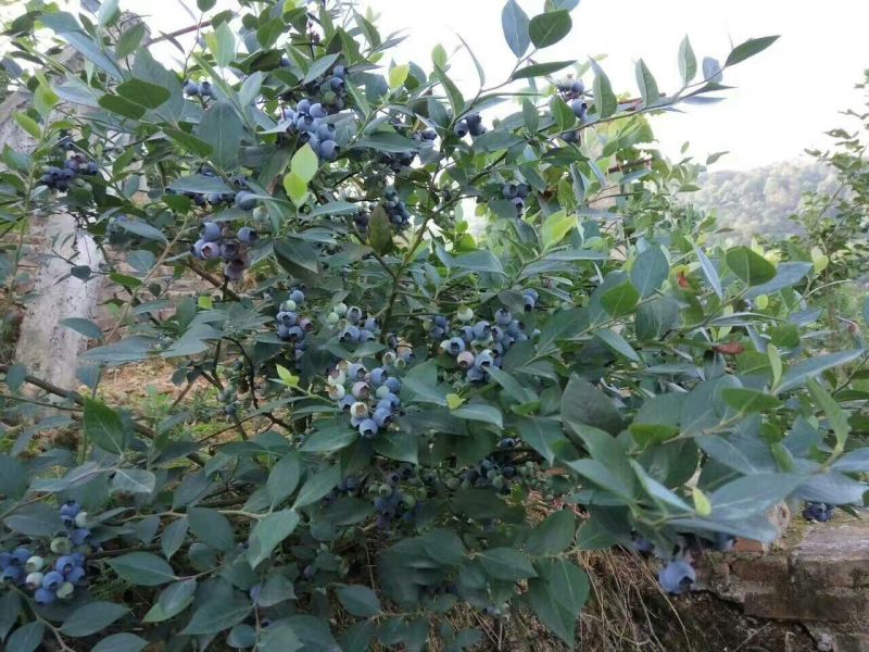 蓝莓鲜果6~8mm以上