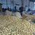 山东临沂兰陵荷兰十五土豆大量现货产地直发全国发货
