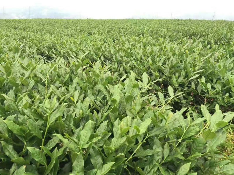 高山茶兰花香浓香铁观音烟条礼盒装，自家茶园采摘制茶农直销