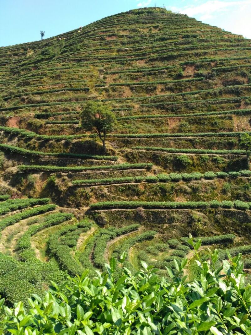 高山茶兰花香浓香铁观音烟条礼盒装，自家茶园采摘制茶农直销