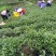 高山茶兰花香浓香铁观音烟条礼盒装，自家茶园采摘制茶农直销