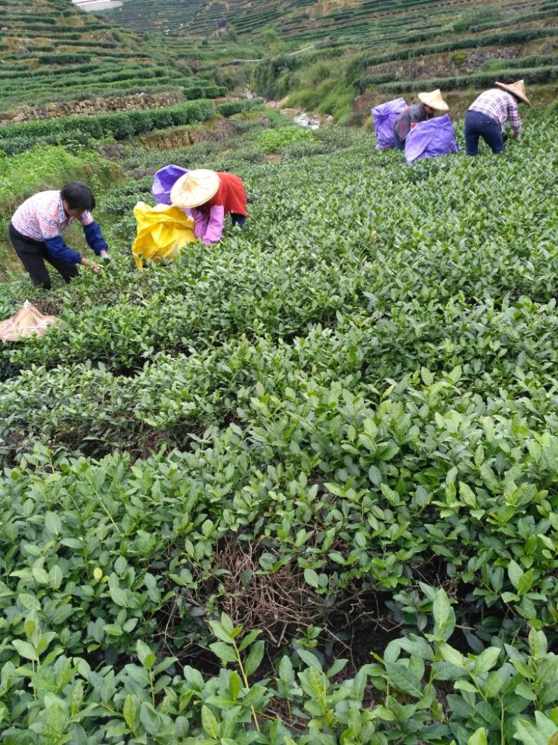 高山茶兰花香浓香铁观音烟条礼盒装，自家茶园采摘制茶农直销