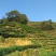 高山茶兰花香浓香铁观音烟条礼盒装，自家茶园采摘制茶农直销