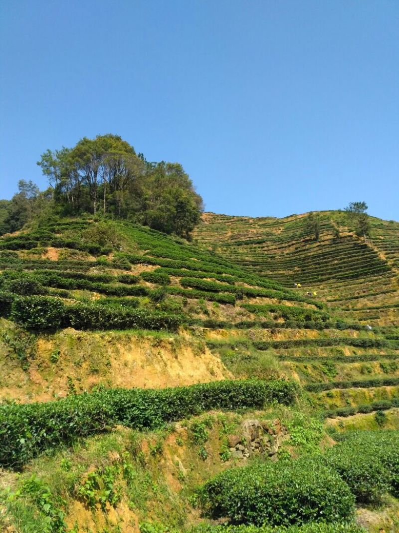 高山茶兰花香浓香铁观音烟条礼盒装，自家茶园采摘制茶农直销