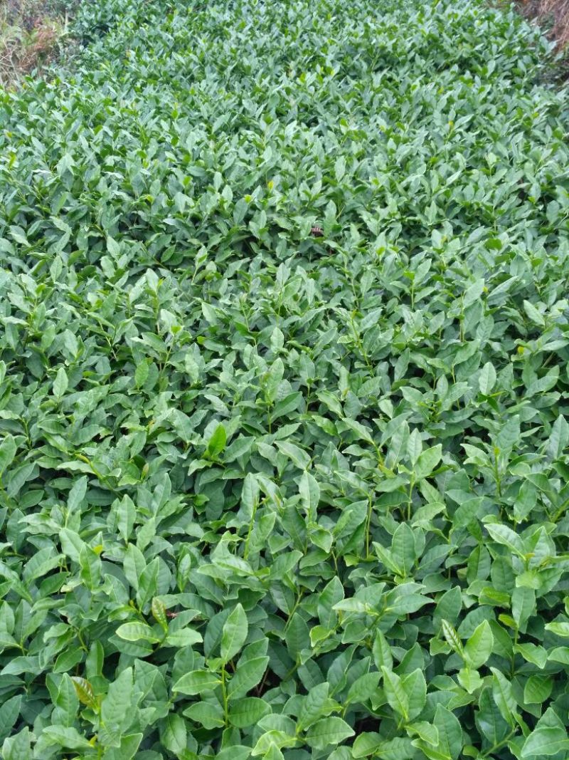 高山茶兰花香浓香铁观音烟条礼盒装，自家茶园采摘制茶农直销
