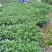 高山茶兰花香浓香铁观音烟条礼盒装，自家茶园采摘制茶农直销