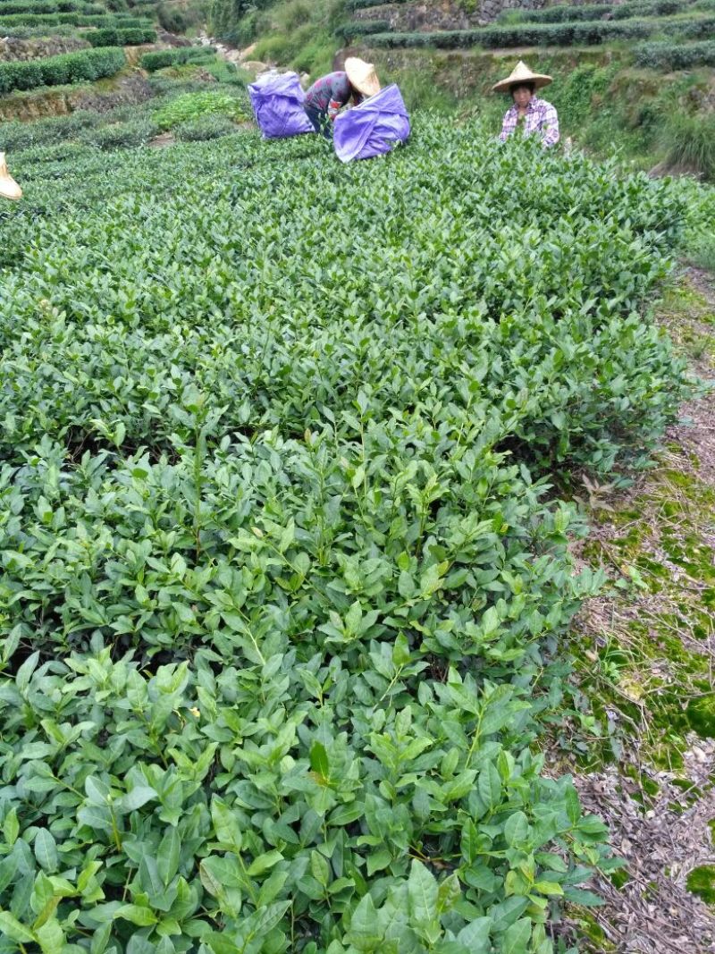 高山茶兰花香浓香铁观音烟条礼盒装，自家茶园采摘制茶农直销