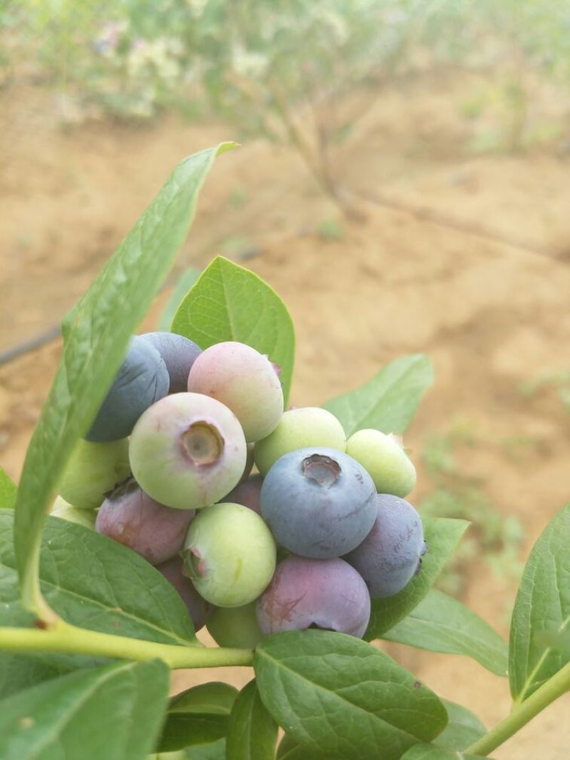 蓝丰蓝莓鲜果6~8mm以上