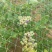 蓝丰蓝莓鲜果6~8mm以上