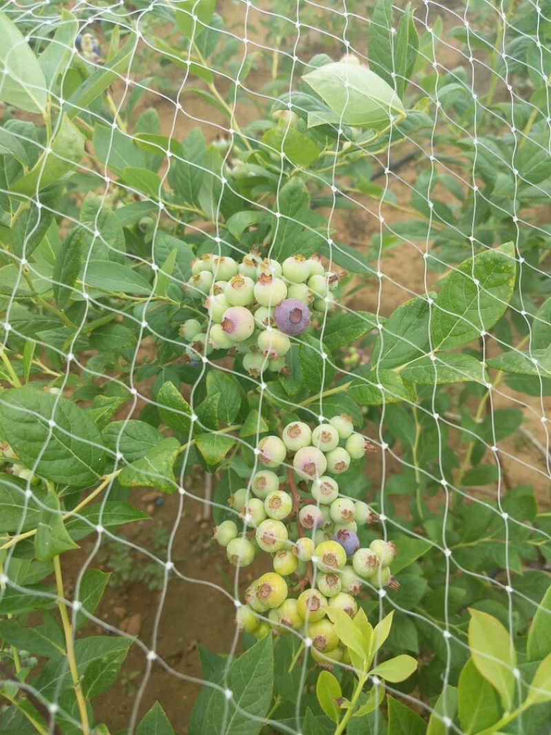 蓝丰蓝莓鲜果6~8mm以上